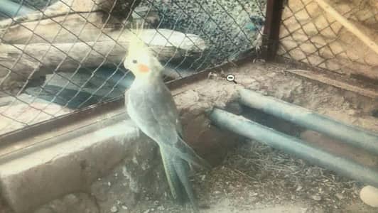 2 males for sale  Exchange possible ha eno red eyes male ke sat