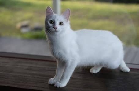 Turkish Angora Female Cat White color