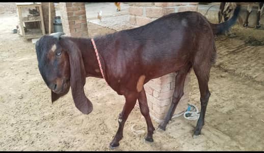 Mashallah ghar ka pala bakra qurbani 2026/bakra/goat/chatra/desi bakra