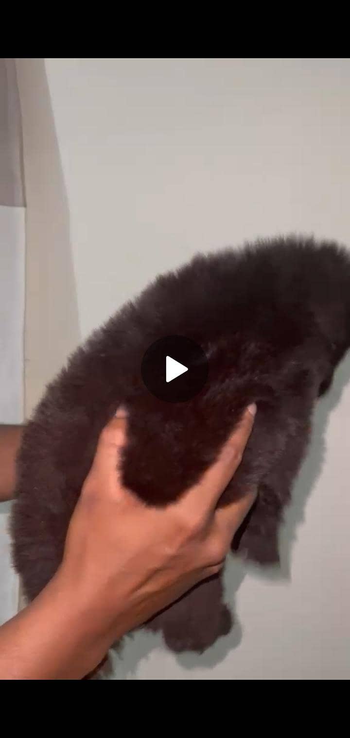 black German shepherd puppy high quality - Dogs - 1114856501