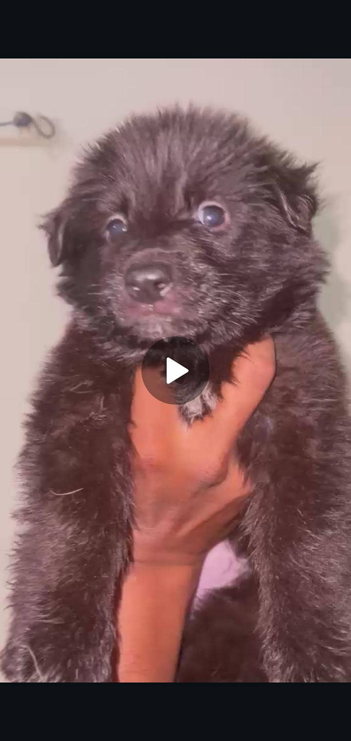 black German shepherd puppy high quality - Dogs - 1114856501