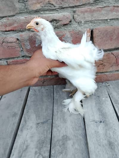 one pair white puff and one pice bantum