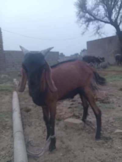 bakra qurbani   03464142420