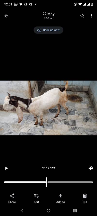 Goat for Qurbani