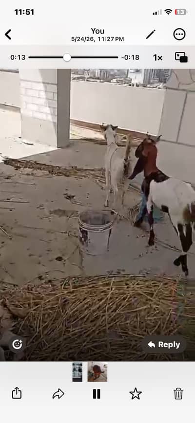 Bakre Qurbani valay for sale