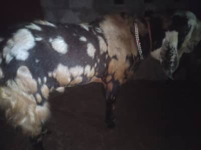 Pure beetal weight live 120kg munasb price