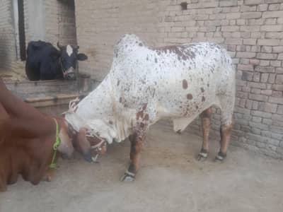 Qurbane dwa sahe location sardero gulabad charsadda 03149489402
