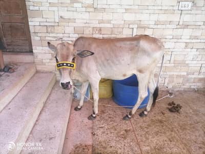 cow sale