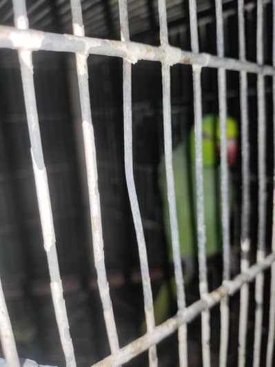 male parrot