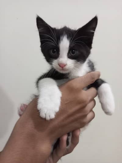 Persian shorthair kittens for sale
