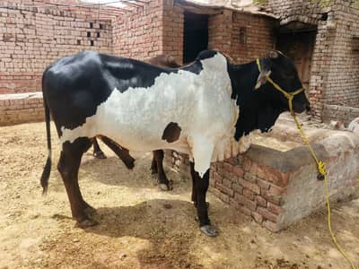 bull/pyara bachra / kheera