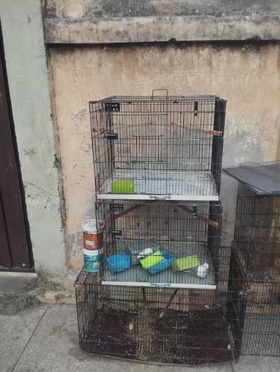 birds cages