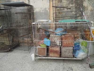 birds cages