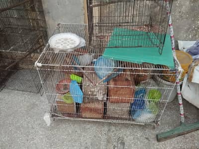 birds cages