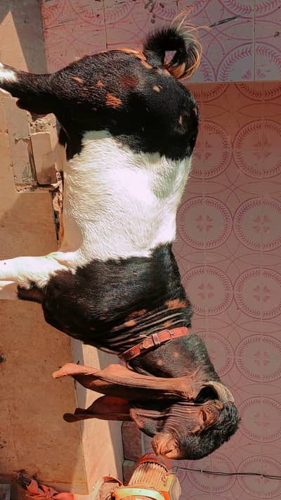 4 daant andu bakra