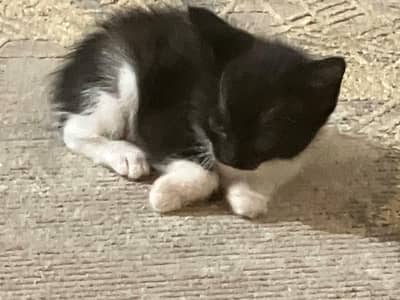 kittens