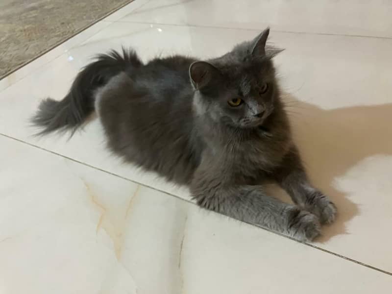 kittens 1