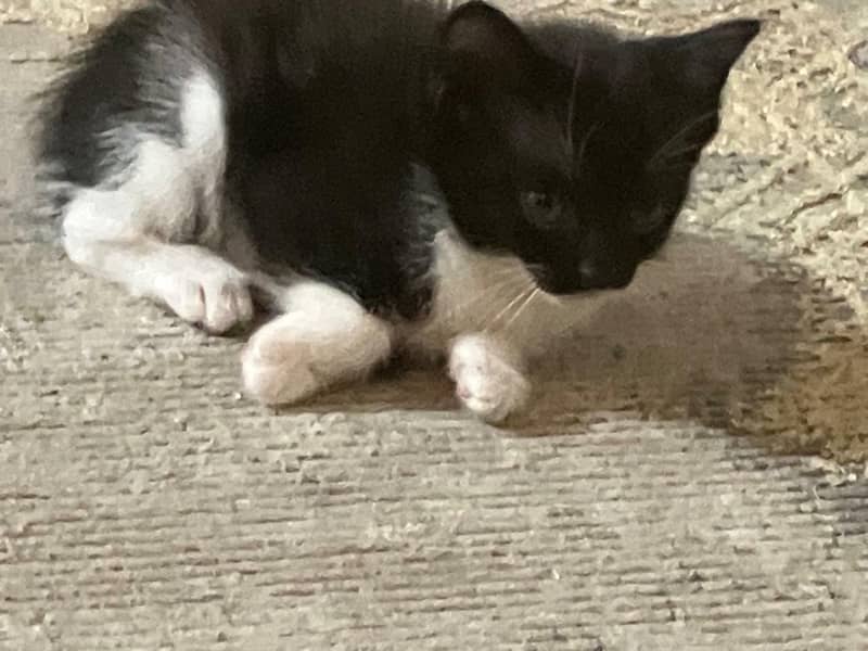 kittens 2