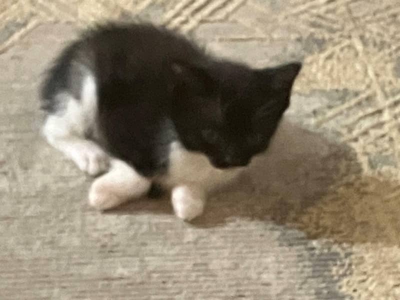 kittens 3