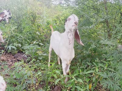 qurbani