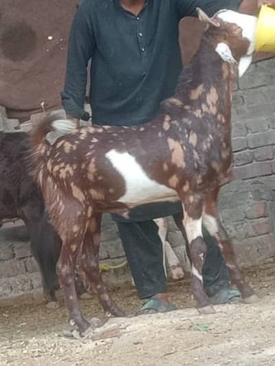 nagra 2 dant khasi bakra