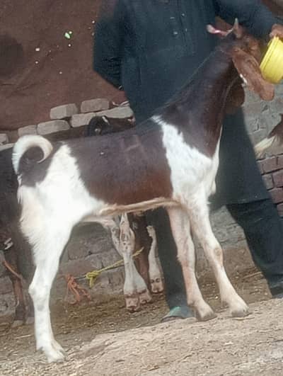 Dasi Dabi 2 bakry sale Qurbani kay leay