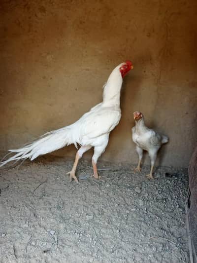 pqrretbeak paper white