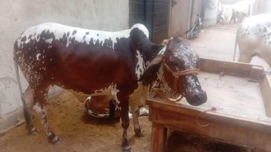 qurbani bachra for sale | cow for sale | beautiful bachri qurbani 2026