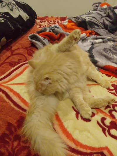 cat for sale