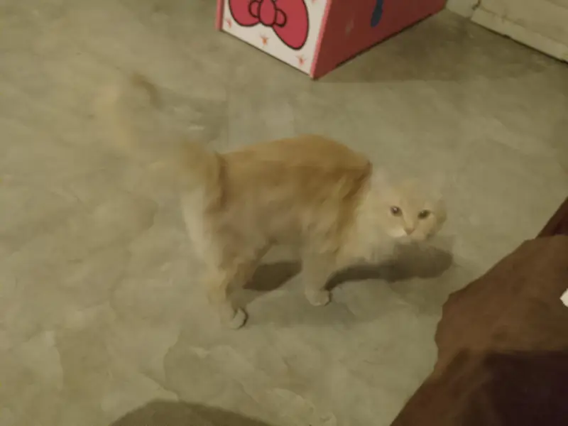 cat for sale — photo 2