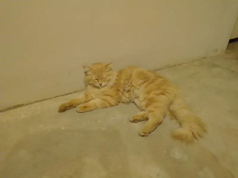 cat for sale — photo 3