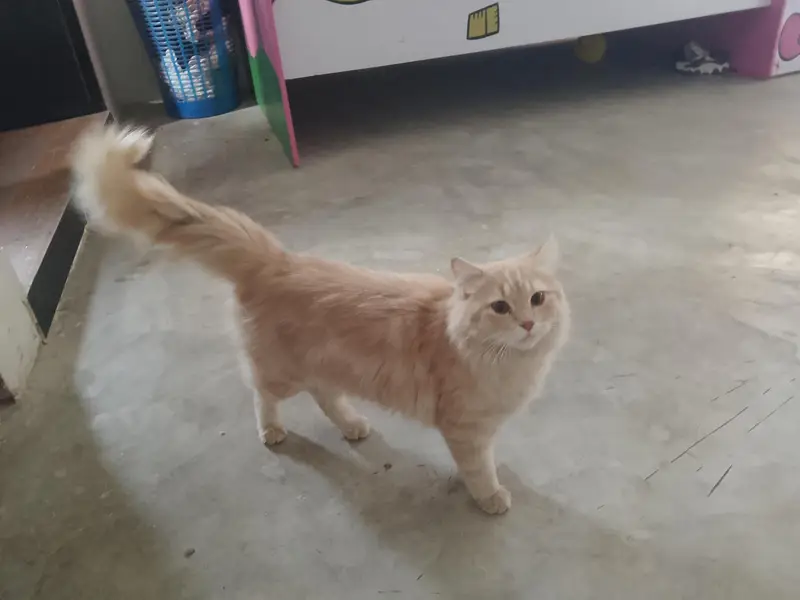 cat for sale — photo 4