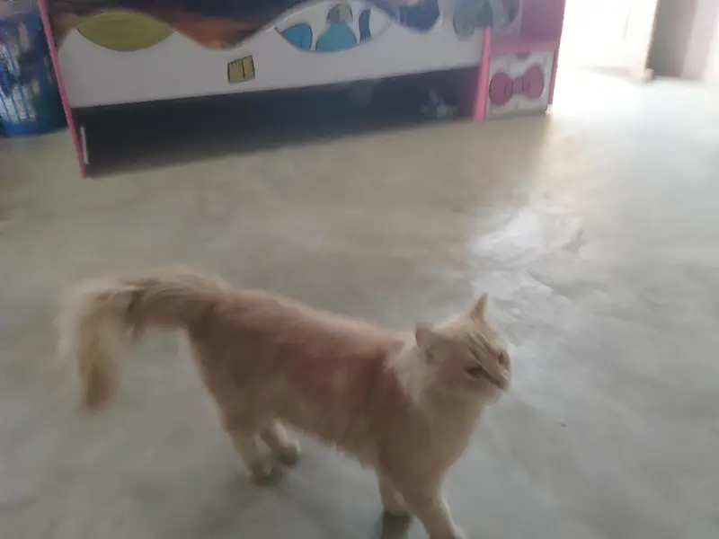 cat for sale — photo 6