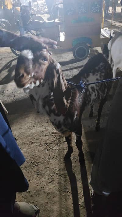 Qurbani K Liye Bakra
