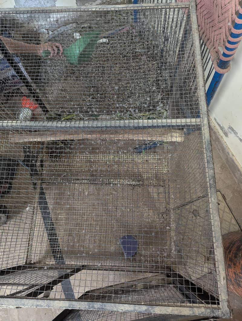 Big Cage 2