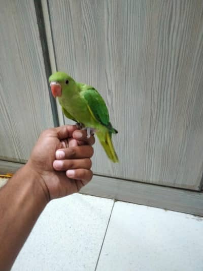 green ringneck chick
