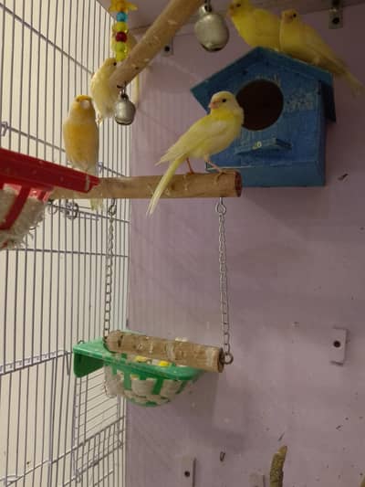 canary bird