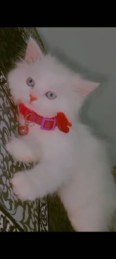 catt for sale light blue eyes