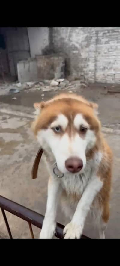 Huski female for sale