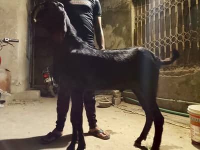 2 teth Bakra