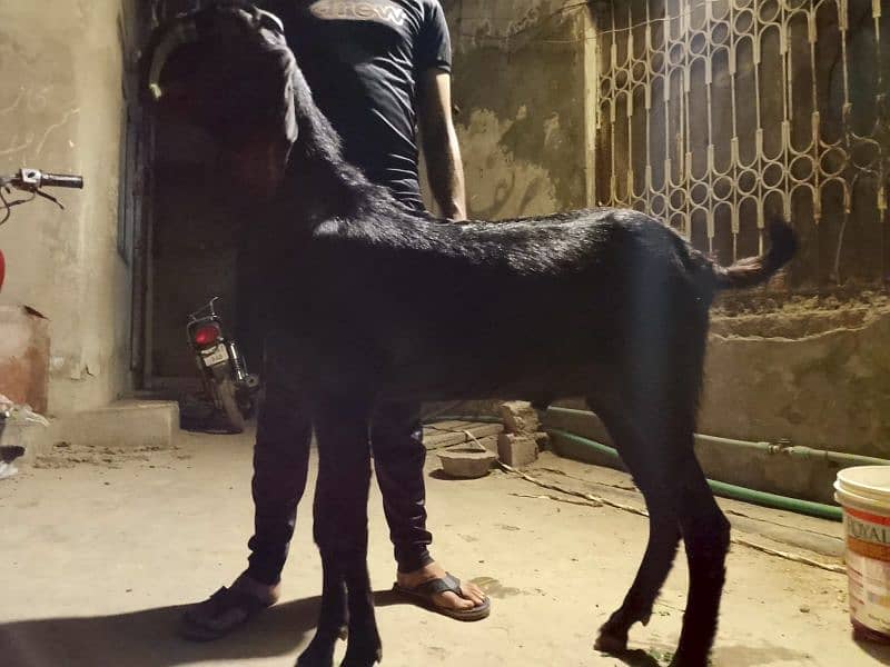 2 teth Bakra 0