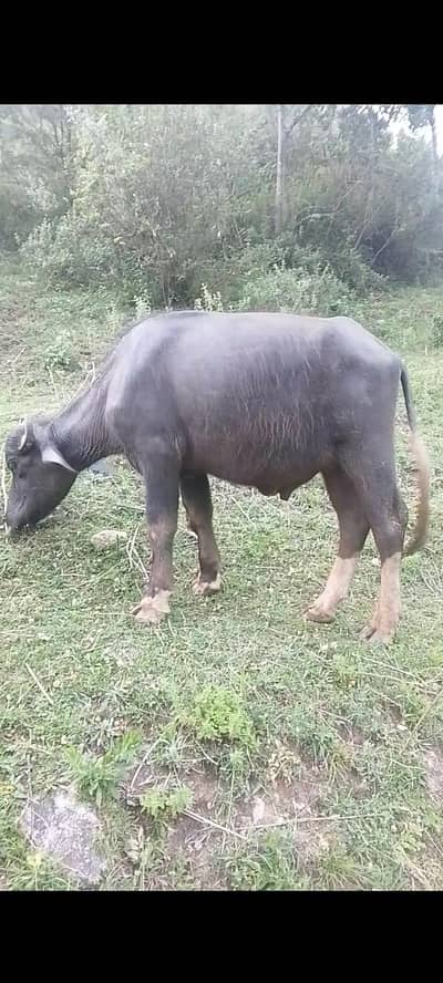 kata for sale