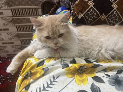 Persian Cat double cotted healthy