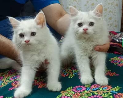 cat for sale