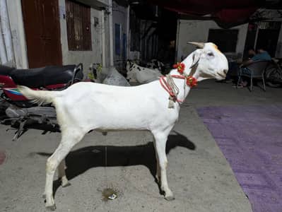 Bakra for sell, munasib rate per