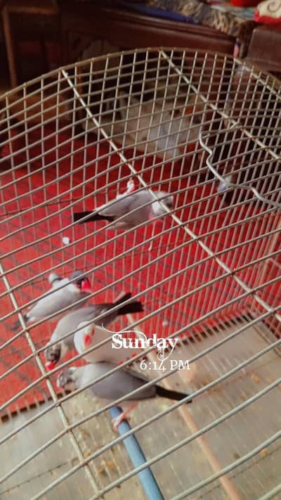 Finches