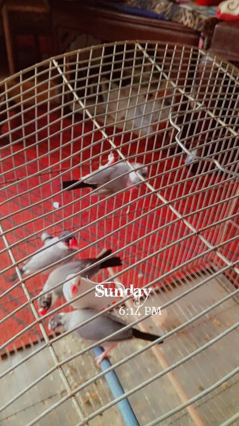 Finches 0