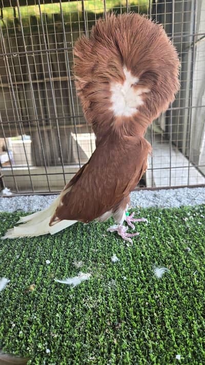 fancy pigeon#jacobine#nikab oosh breeder pair available 03055318227.03