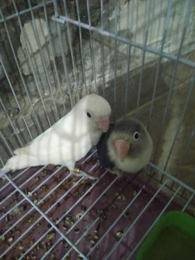 budiges