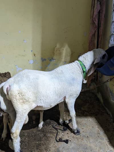 LARKANA DUMBA 2 dant  2026 qurbani